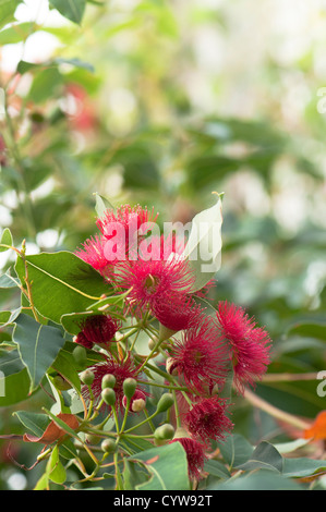 Corymbia ficifolia, floraison rouge Gum, syn Eucalyptus ficifolia Banque D'Images