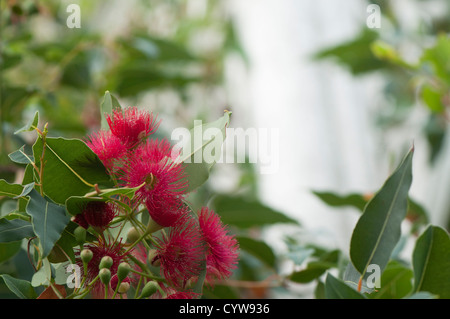 Corymbia ficifolia, floraison rouge Gum, syn Eucalyptus ficifolia Banque D'Images