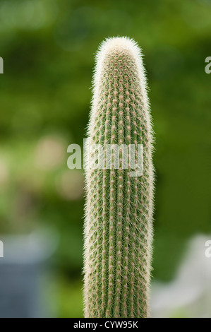 Weberbauerocereus winterianus cactus Banque D'Images