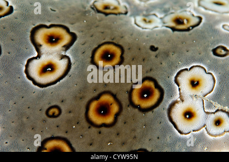 Leopard le concombre de mer, Bohadschia argus, détail de la peau, Pohnpei, États fédérés de Micronésie Banque D'Images