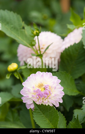 Dahlia « Abbie » Banque D'Images