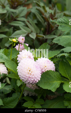 Dahlia « Abbie » Banque D'Images