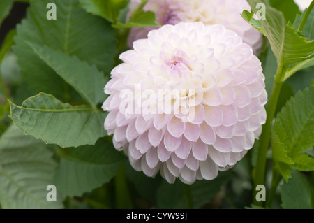 Dahlia « Abbie » Banque D'Images