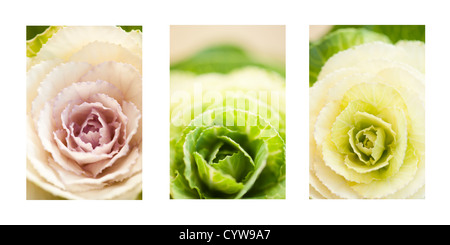 Rose, vert et blanc choux ornementaux affiché comme un triptyque Banque D'Images
