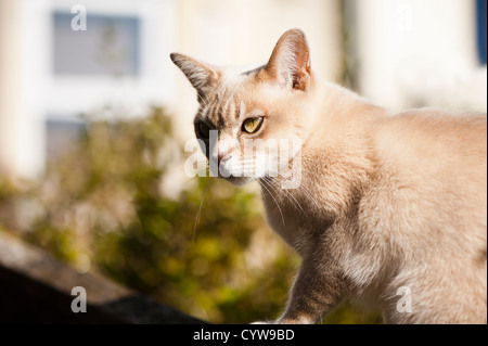 Chat Burmilla femelle Banque D'Images