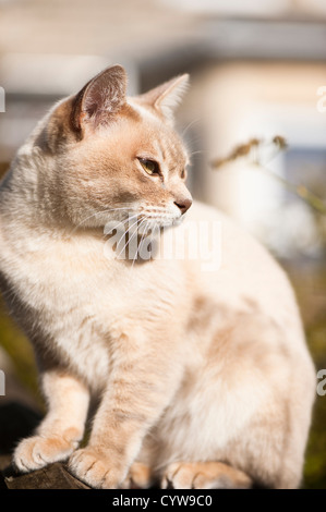 Chat Burmilla femelle Banque D'Images