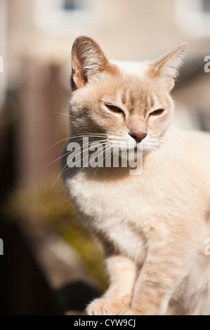 Chat Burmilla femelle Banque D'Images