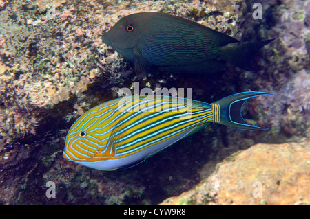 Bristletooth Ctenochaetus striatus, doublée, et le bar d'chirurgiens, Acanthurus lineatus, Pohnpei, États fédérés de Micronésie Banque D'Images