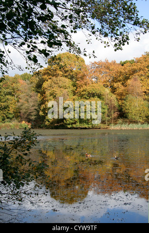 Les étangs Cannop automne Forêt de Dean Gloucestershire England UK Banque D'Images