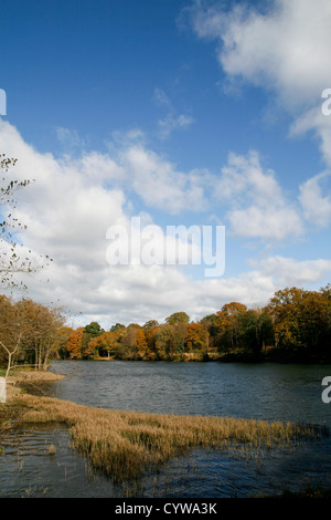 Les étangs Cannop automne Forêt de Dean Gloucestershire Angleterre UJK Banque D'Images