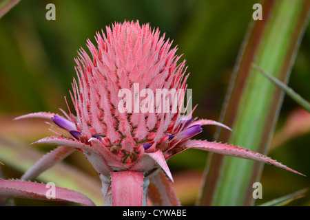 Fleur d'ananas, Ananas comosus, Oahu, Hawaii, USA Banque D'Images