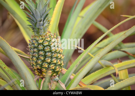 L'ananas, Ananas comosus, Oahu, Hawaii, USA Banque D'Images