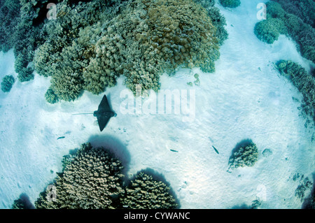 Spotted Eagle Ray, Aetobatus narinari, in tropical reef à Honaunau Parc Archéologique, Big Island, Hawaii, USA Banque D'Images