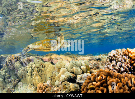 La tortue verte, Chelonia mydas, nage dans les récifs coralliens peu profonds, le capitaine Cook, Big Island, Hawaii, North Pacific Banque D'Images