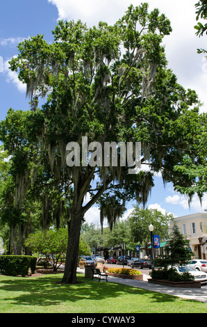 USA, Floride. La mousse espagnole sur l'arbre dans Central Park centre-ville de Winter Park, Floride. Banque D'Images