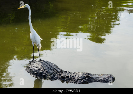 Grande Aigrette équitation parc d'alligator à Gatorland en dehors de Orlando, Floride. Banque D'Images