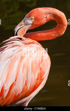 Flamant rose à Gatorland à l'extérieur du parc à thème d'Orlando, Floride. Banque D'Images