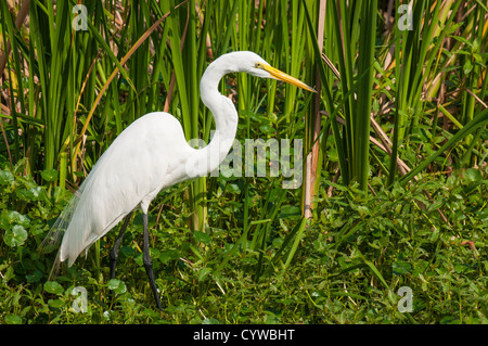 Grande Aigrette Ardea alba, Parc National des Everglades, site du patrimoine mondial de l'UNESCO, en Floride. Banque D'Images