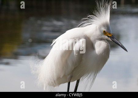 Aigrette neigeuse, Egretta thula, Parc National des Everglades, site du patrimoine mondial de l'UNESCO, en Floride. Banque D'Images