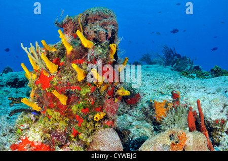 Les récifs coralliens colorés et d'éponges, Cozumel, Mexique, Quintana-Roo, mer des Caraïbes Banque D'Images