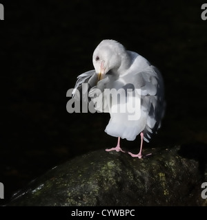 Au lissage Goéland à ailes grises. Larus glaucescens. , Courtenay, l'île de Vancouver, Canada Banque D'Images