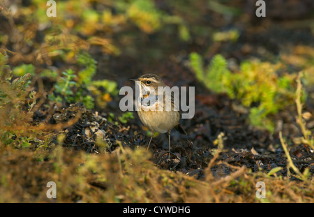 Gorgebleue à miroir Banque D'Images