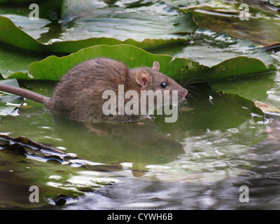 Rat commun sur l'eau Lilly feuille. Banque D'Images