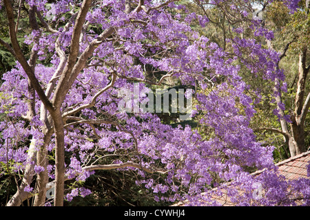 Jacaranda tree en pleine floraison,Sydney, Australie Banque D'Images