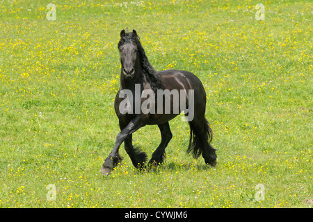 Cheval frison trottant dans le domaine Banque D'Images