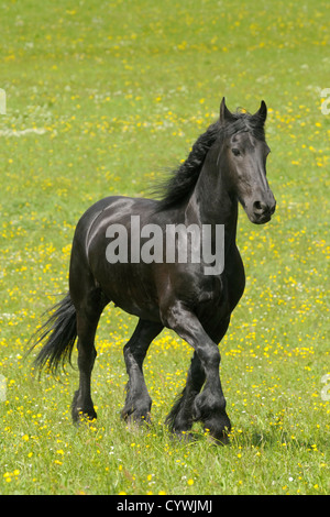 Cheval frison trottant dans le domaine Banque D'Images