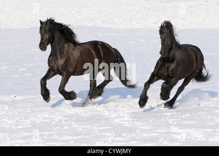 Deux cheval frison galoper en hiver Banque D'Images