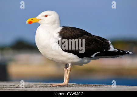 Profil de Goéland marin (Larus marinus) Banque D'Images