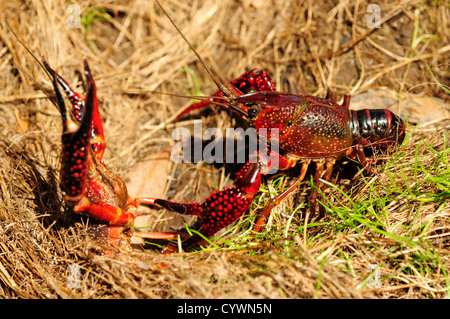 L'écrevisse américaine (Procambarus clarkii) Banque D'Images