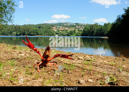 L'écrevisse américaine (Procambarus clarkii) Banque D'Images