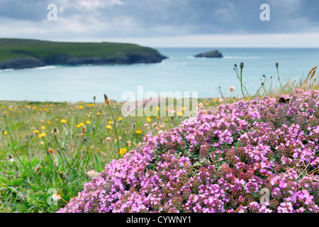 West Pentire, Cornwall, UK ; Thym Thymus praecox ; ; Banque D'Images