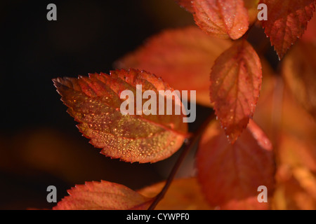 Feuilles d’automne Banque D'Images