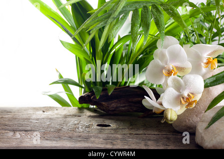 Concept Spa orchidée blanche sur des pierres avec palm Banque D'Images