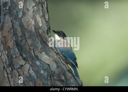 Azure-winged Magpie (Cyanopica cyanus) dans le Coto Donana, Espagne Banque D'Images