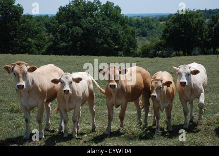 Petit troupeau de vaches dans le champ vert Banque D'Images