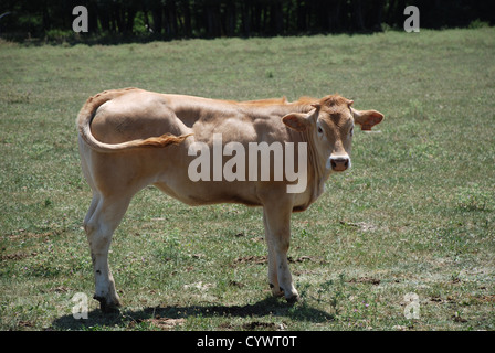 Vache brune dans green field Banque D'Images