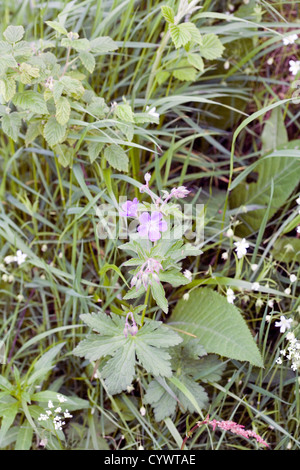 Crane's-bill en bois par de plus en plus les rives de la rivière Garry près de Killicrankie Pitlochry Perthshire en Écosse Banque D'Images