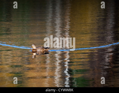 Duck flotte sur l'eau du lac d'automne avec trace bleue Banque D'Images