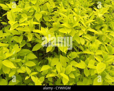 Philadelphus coronarius 'Aureus' Seringat Arbuste Banque D'Images