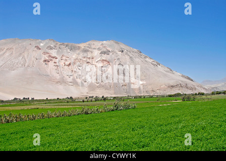 Vallée de Lluta près d'Arica, Chili, usine en Amérique du Sud Banque D'Images