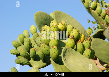 La figue de Barbarie sauvage avec des plantes vertes et mûres de fruits. Shallow DOF Banque D'Images