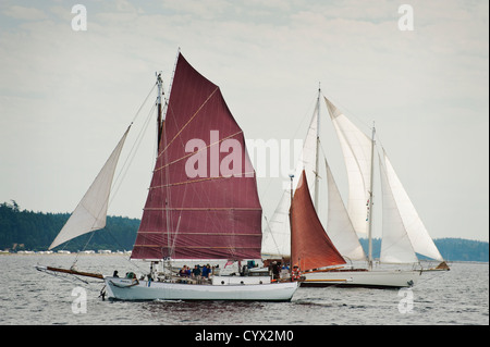 Un voilier gréé avec tanbark voiles couleur participe à une course de voilier à Port Townsend, Washington, USA. Banque D'Images