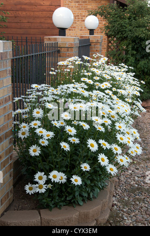 Marguerites Shasta croissant dans un lit. Banque D'Images