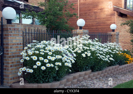 Marguerites Shasta croissant dans un lit. Banque D'Images