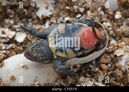 Europen Étang Terrapin (Emys orbicularis). Des larves sur le côté montrant plastron avec ombilic encore être rentré dans le corps. Banque D'Images