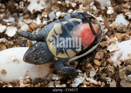 Europen Étang Terrapin (Emys orbicularis). Des larves sur le côté montrant plastron avec ombilic encore être rentré dans le corps. Banque D'Images